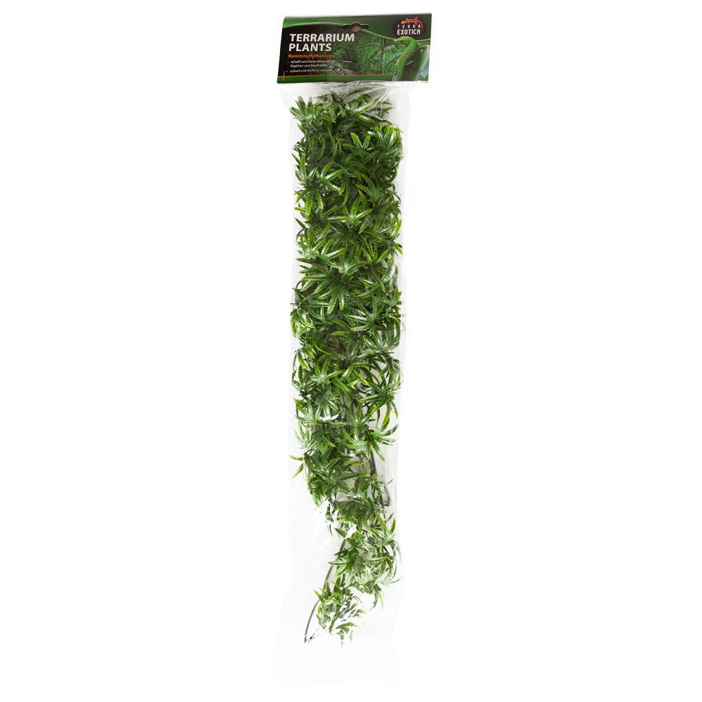 Terrarium Plants - Wind Claw Leaves Vine - Large